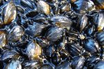 shellfish-colony-pollack-hls-1march-2010-crop
