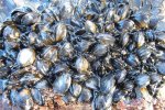 shellfish-colony-pollack-hls-1march-2010