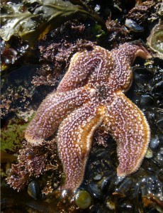 Starfish-Limp-Stranded-230x300