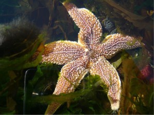 Starfish-Recovers-in-Sea-300x224